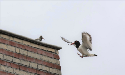 Scholekster steeds meer stadsvogel