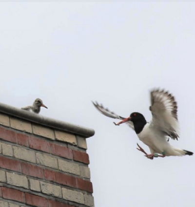 Scholekster steeds meer stadsvogel