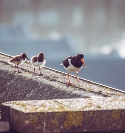 De scholekster, de ‘nationale pechvogel’, broedt steeds vaker op het dak