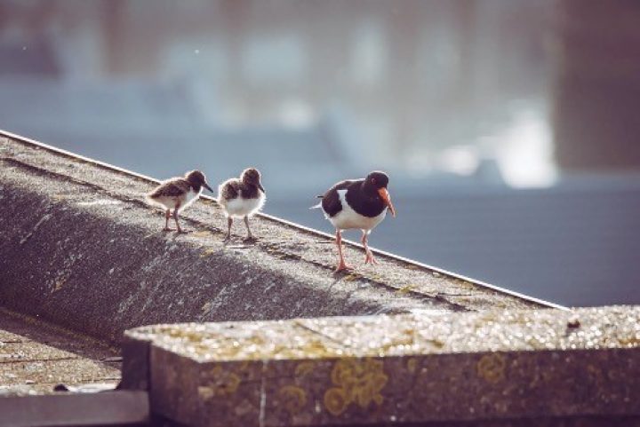 De scholekster, de ‘nationale pechvogel’, broedt steeds vaker op het dak